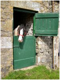 Riding Scottish Borders